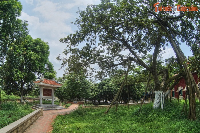 Cây đa Bác Hồ
